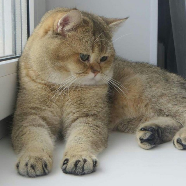 Немного милоты