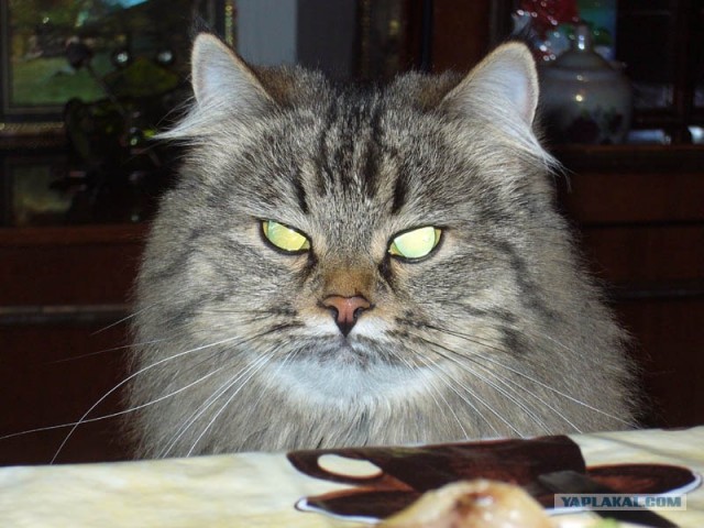 Забыли котовторник? А вот он!