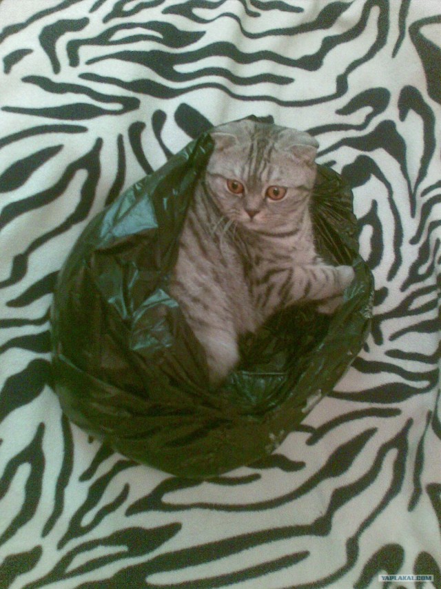Выходные у кота