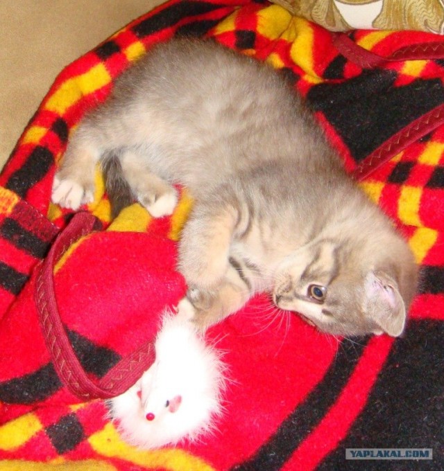 Котовторник - С праздником, котоводы!