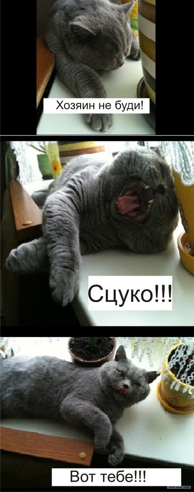 It's Catursday Fever! (Котовторник)
