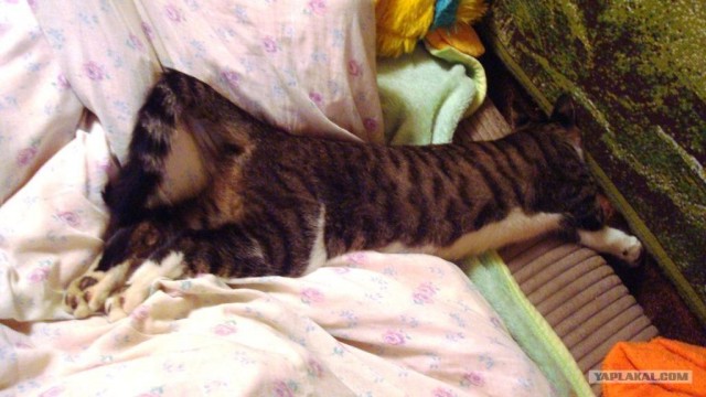 Котовторник стартует