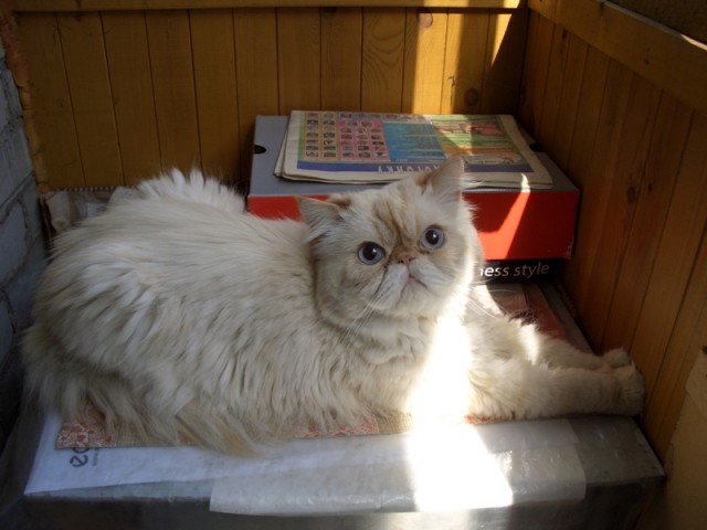 Котовторник  07.06.11
