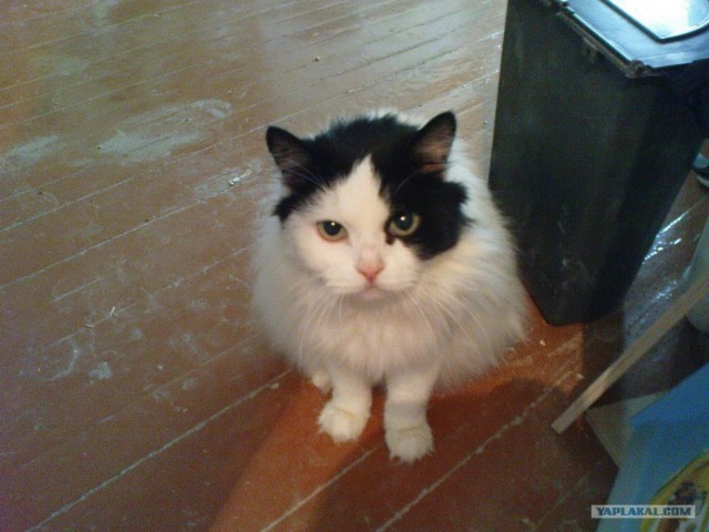 Супер-котофото на котовторник