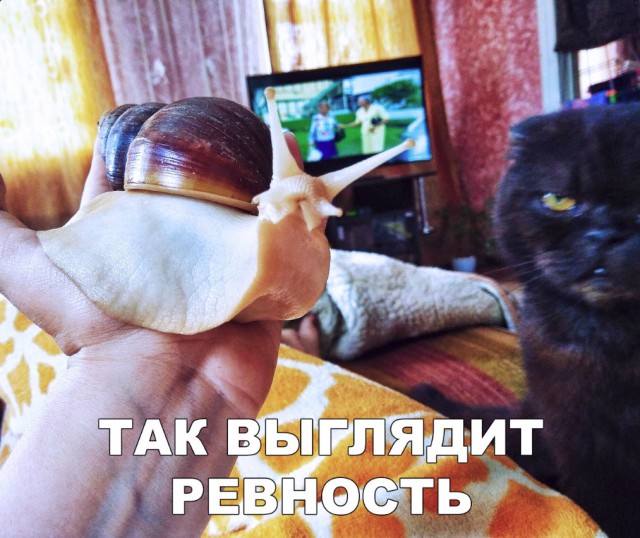 Немного милоты