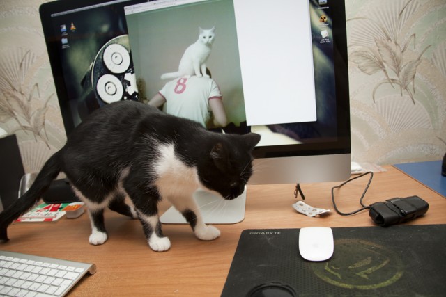 Котовторник! 08.11.11