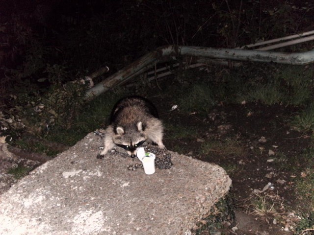 Как приманить енотов для фотосессии?