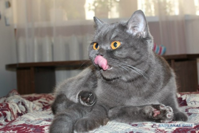 Котовторник (21.02.2012)
