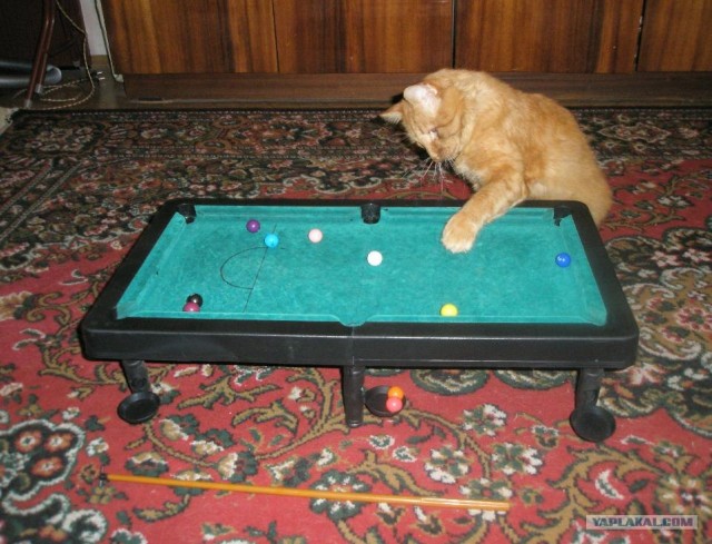 Котовторник 20.03.2012