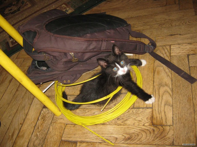 Котовторник 27.03.2012