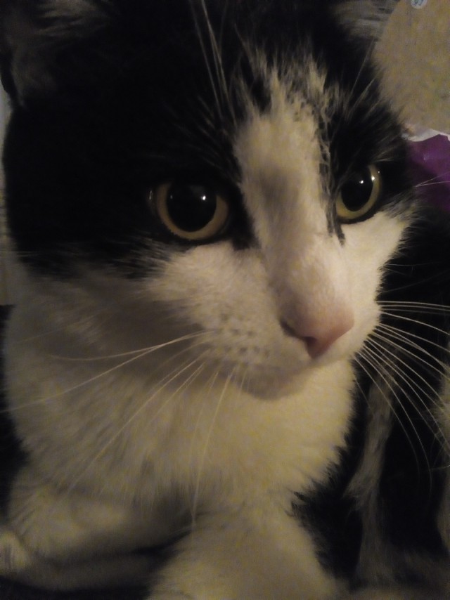 Котовторник 2019