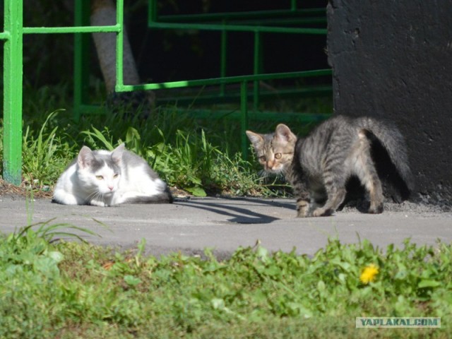 Котовторник 11.09.2012