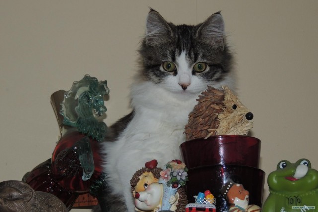 Котовторник 30.10.2012