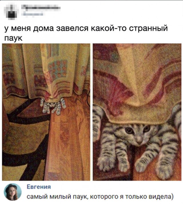 Забавные фото котеек