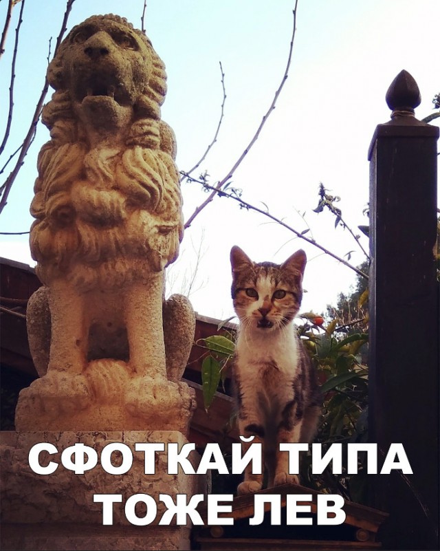 Забавные фото котеек