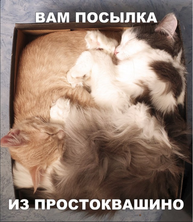 Забавные фото котеек
