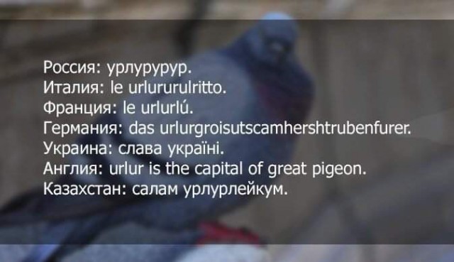 Картинки с надписями, истории и анекдоты