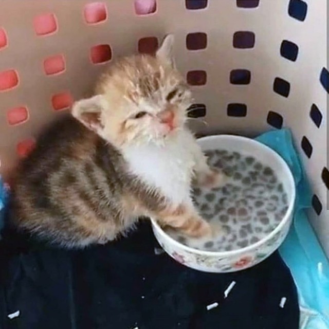Забавные фото котеек