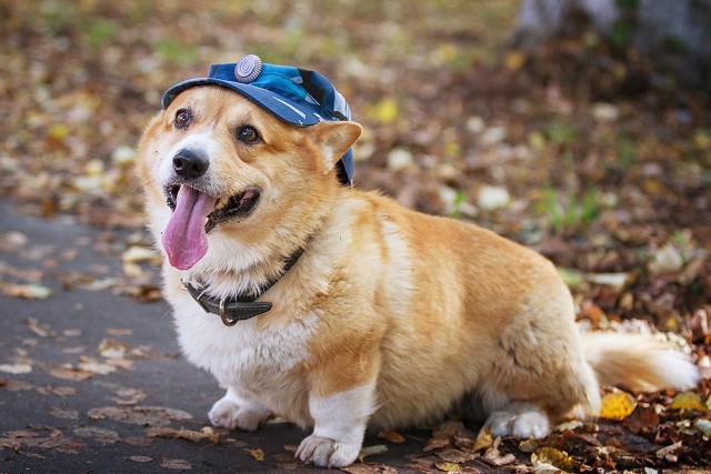 Живность из сети