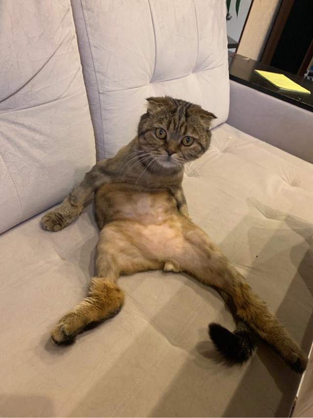 Кот и пылесос