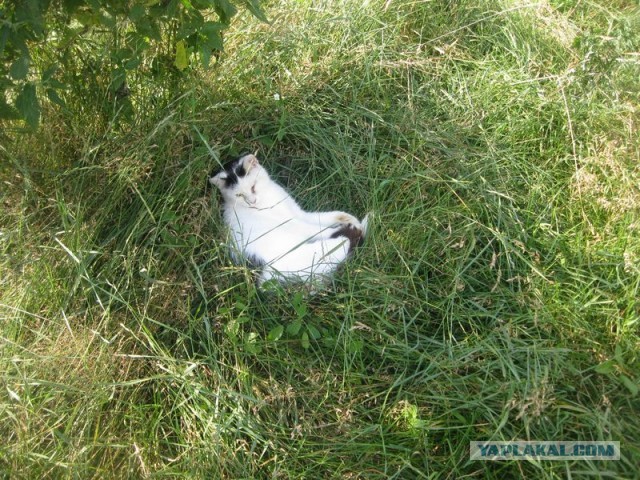 Жизнь домашнего приюта для котеек 299