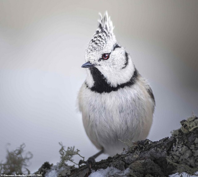 Лучше работы макросъемки Close-Up Photography Awards-2020