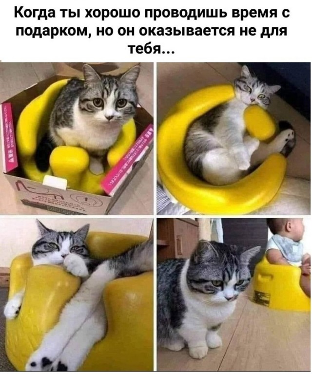 Картинки с котами и про котов
