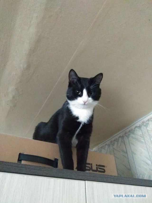 Даешь котовторник!