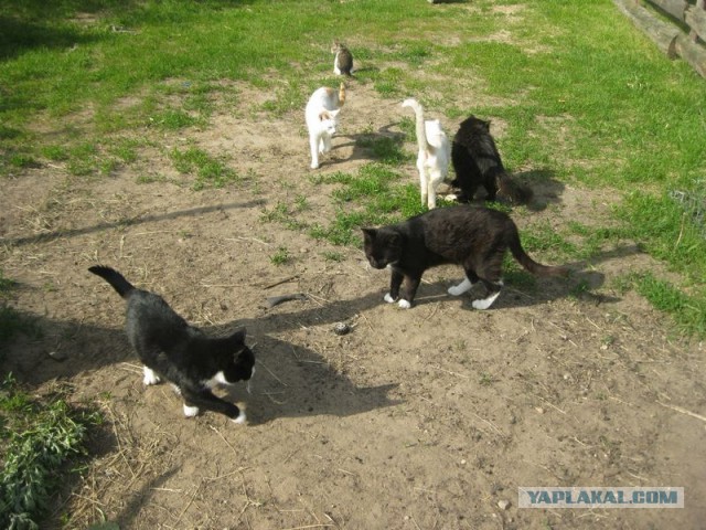 Жизнь домашнего приюта для котеек 345