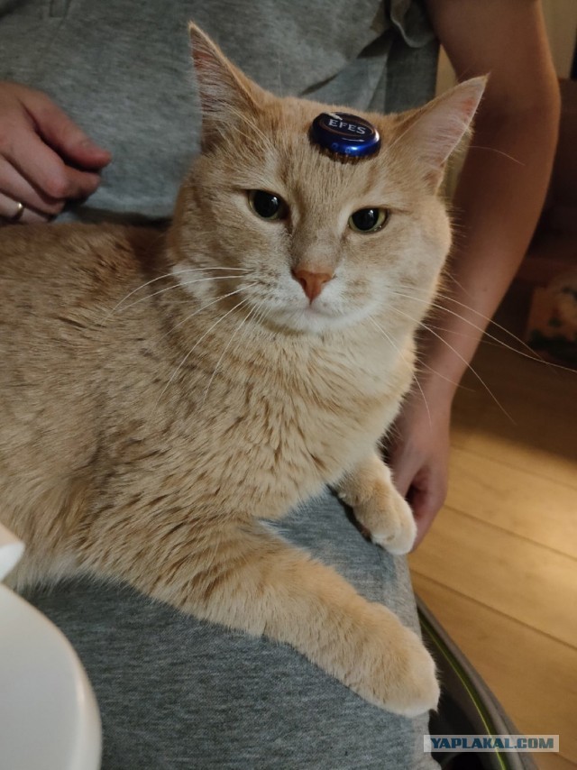 Погнали! С котовторником, други!
