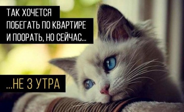 Картинки и мемы для настроения 30.09.2021