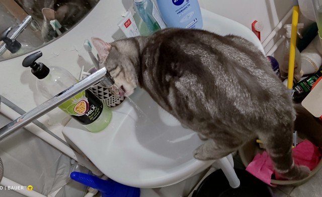 Котовторник так котовторник