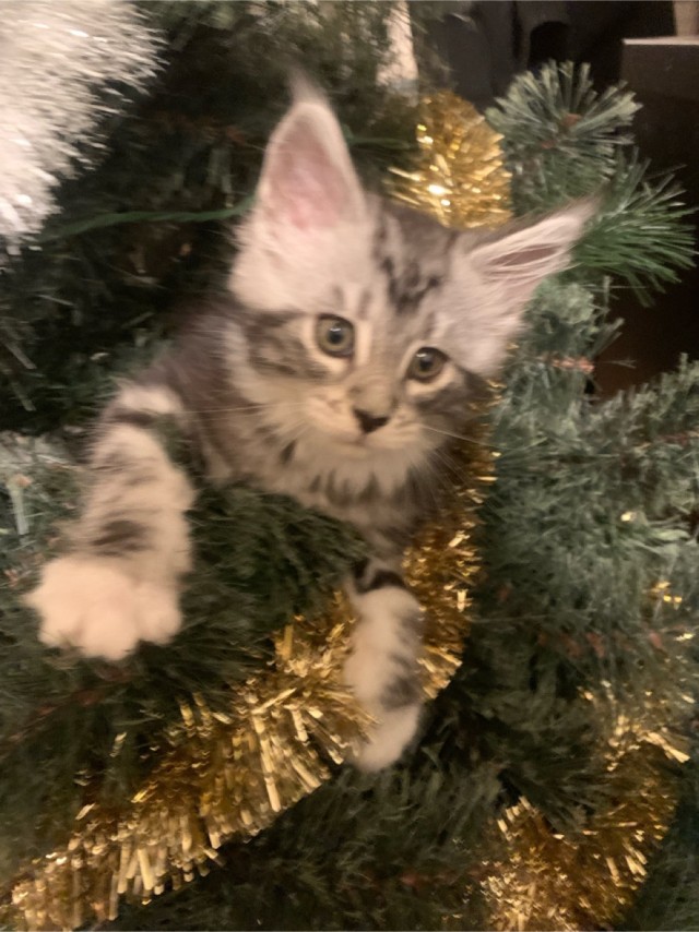 Котовторник! Пост одного фото