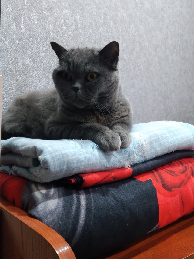 Вопрос к котоводам