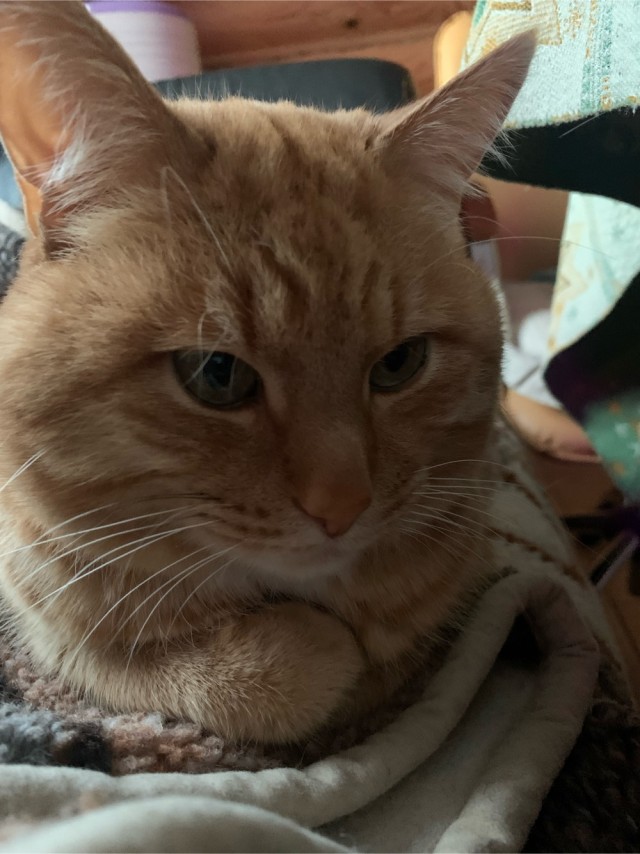 Не буду я ждать котовторника!