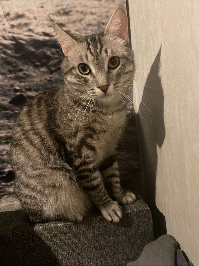 Котовторник ведь начался!