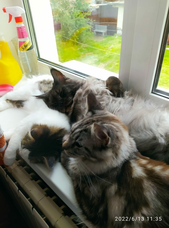Котовторнику быть