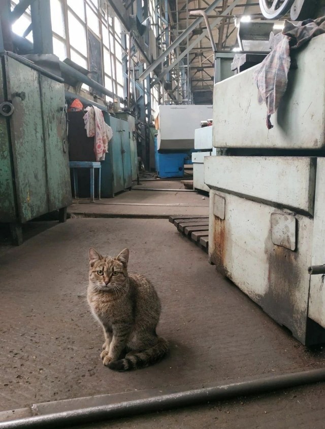 Коты ишачат на заводе