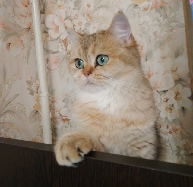 КотоФторник 23.08.22