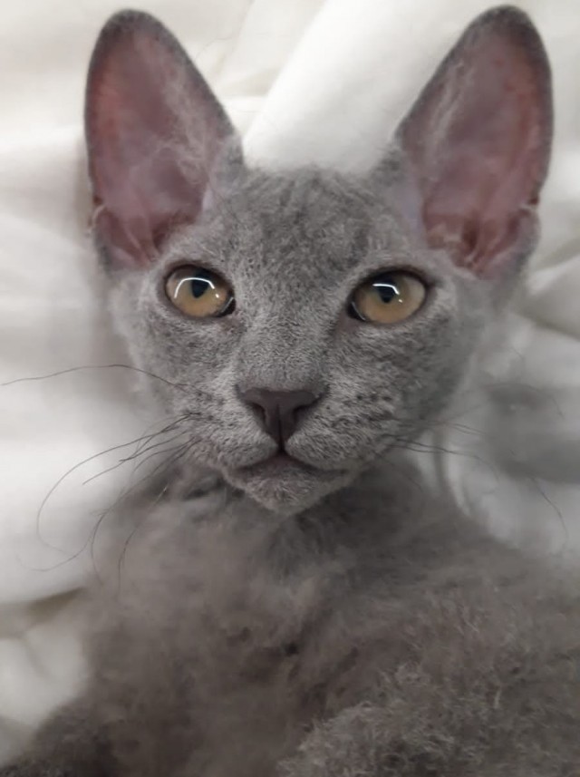 С Котовторником вас! Зовут Чеса!