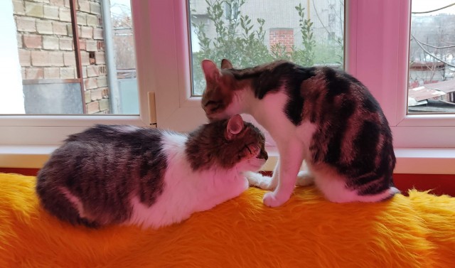 Котодракула