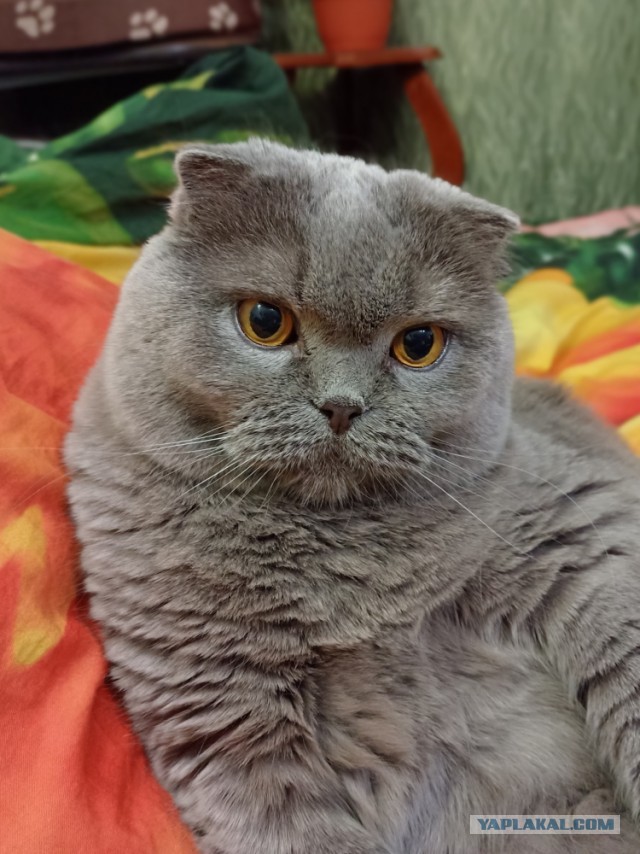 Котовторник 17.01.23