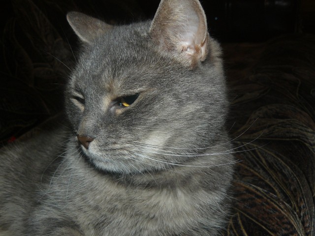 Котовторник 26.03.2013