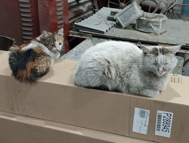 Коты пролетарии