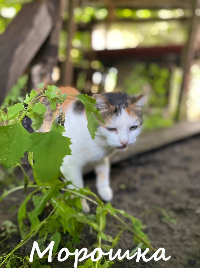 Жизнь домашнего приюта "Котоленд" 396