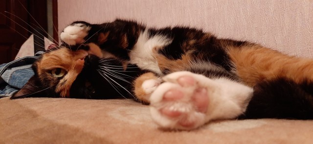 Мой котовторник..