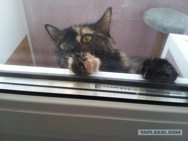 Котовторник  07.05.2013
