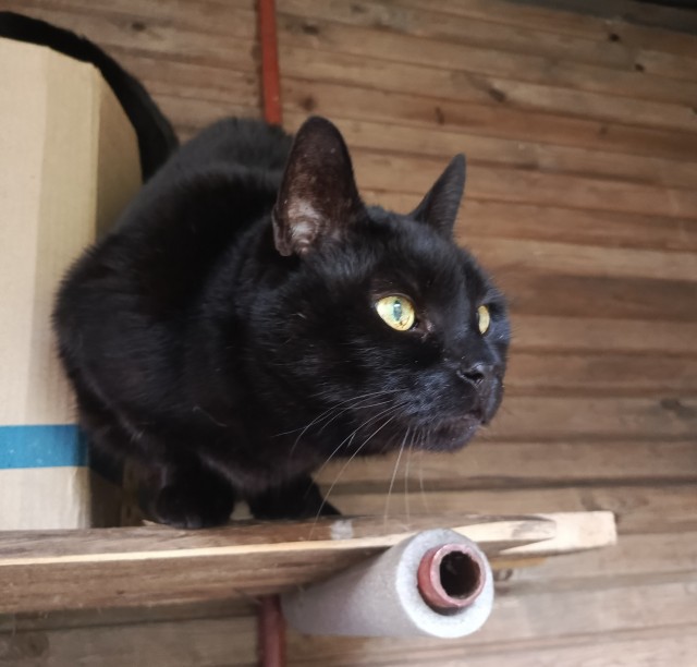 Мы с котом вдвоём