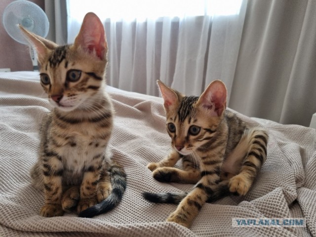 Котовторник