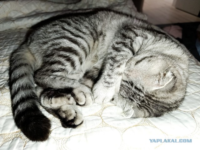 С Котовторником!